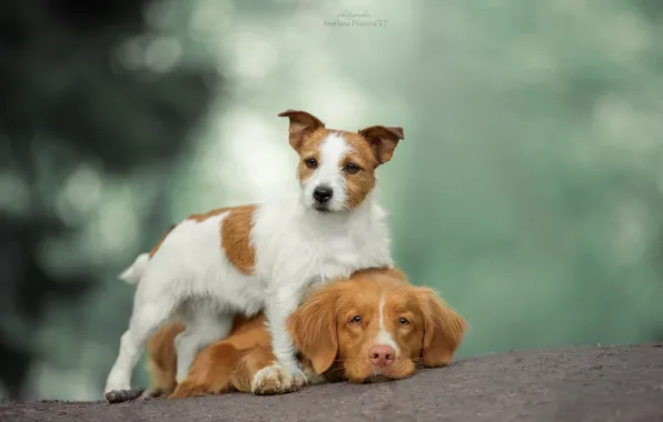 Картинка собаки, друзья, боке, две собаки, Джек Рассел Терьер, Новошотландский ретривер