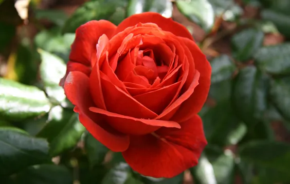 Цветок, Red rose, Красная роза