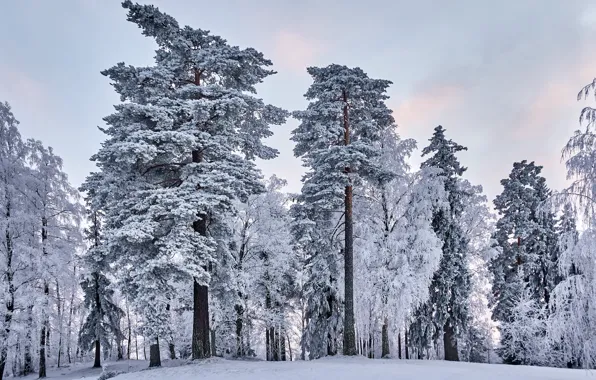 Зима, иней, лес, небо, снег, деревья, природа, сказка