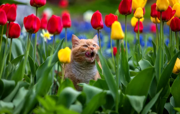 Язык, кот, цветы, рыжий, мордочка, тюльпаны, Александр Пашеничев