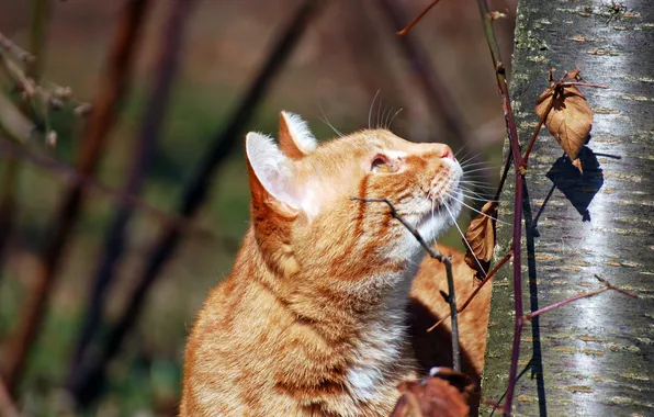 Картинка кот, дерево, рыжий, охота