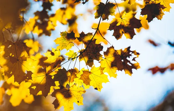 Картинка осень, листья, макро, ветки, дерево, размытость