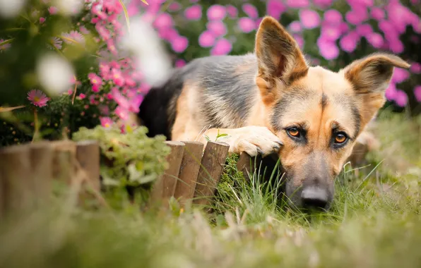 Взгляд, друг, собака