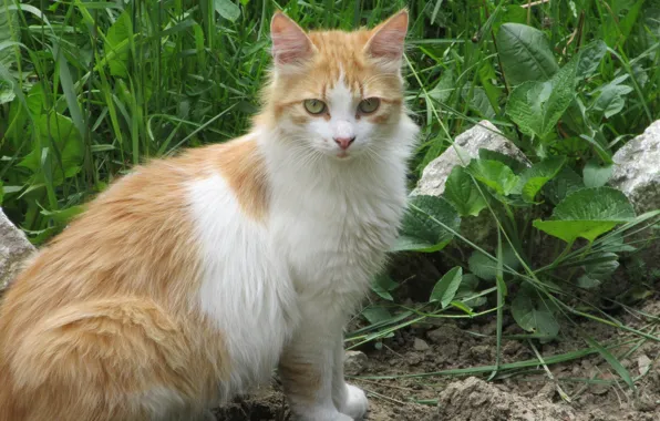 Взгляд, Кот, Рыжий, Meduzanol ©, Весна 2018