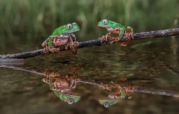 Вода, пруд, отражение, фон, две, лягушка, ветка, зеленые