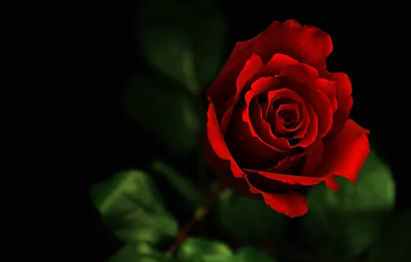 Картинка цветок, макро, темно, роза