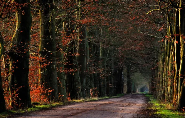 Картинка дорога, осень, деревья, дорожка, Nature, road, trees, ряды