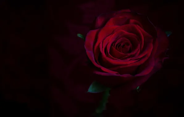 Макро, роза, бордовый