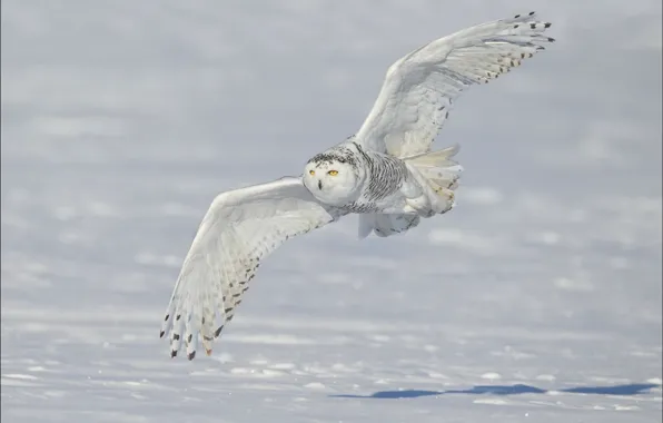 Картинка зима, снег, крылья, полёт, полярная сова, белая сова, snowy owl