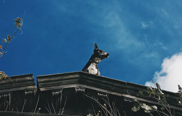 Крыша, небо, листья, облака, деревья, собака, sky, trees