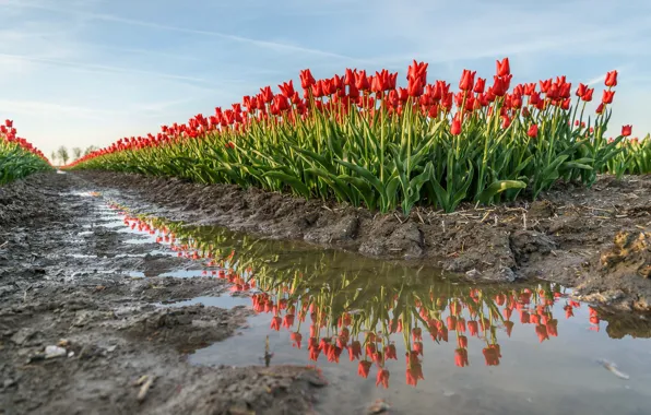 Картинка вода, лужа, тюльпаны, Нидерланды, плантация