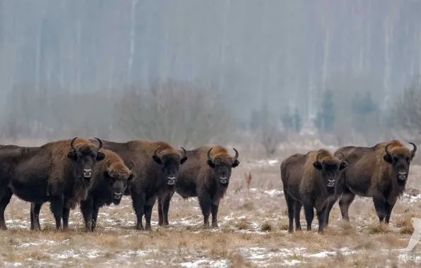 Animal, mammal, Europe-european-bison, wisent