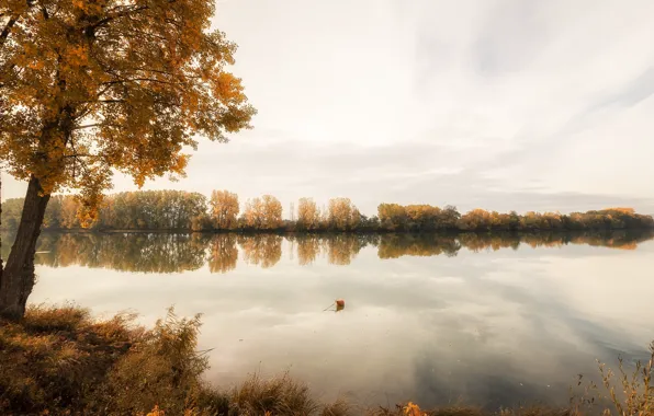 Картинка осень, река, дерево