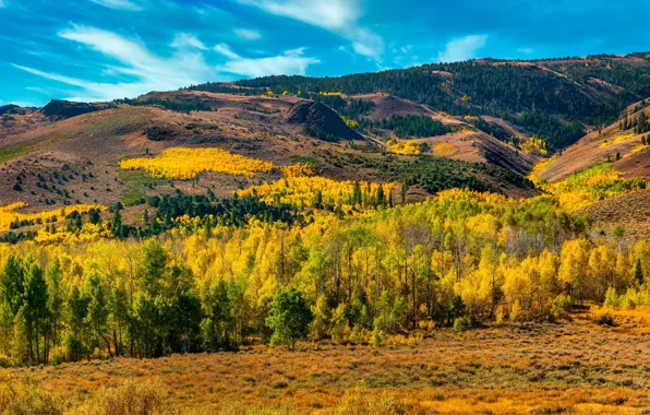 Картинка осень, лес, горы