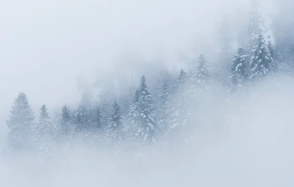 Картинка зима, лес, снег, деревья, туман, ель
