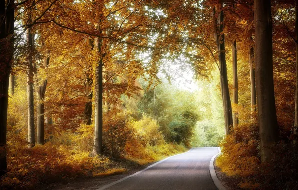 Картинка дорога, осень, лес, природа