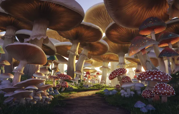 Картинка грибы, тропа, Mushroom Forest