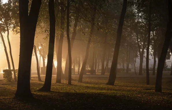 Картинка деревья, туман, парк, trees, park, fog, Дмитрий Захаров