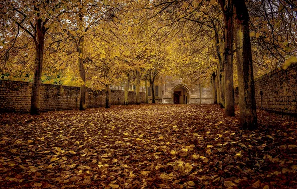 Картинка осень, листья, деревья, строительство
