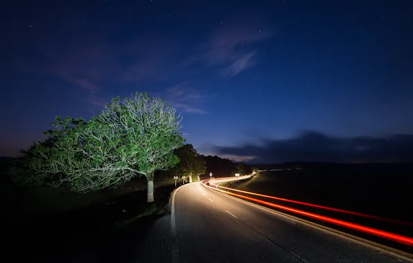 Картинка дорога, ночь, огни, дерево