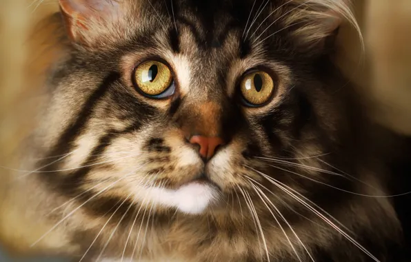 Картинка кошка, глаза, кот, взгляд, морда, крупный план, серый, портрет