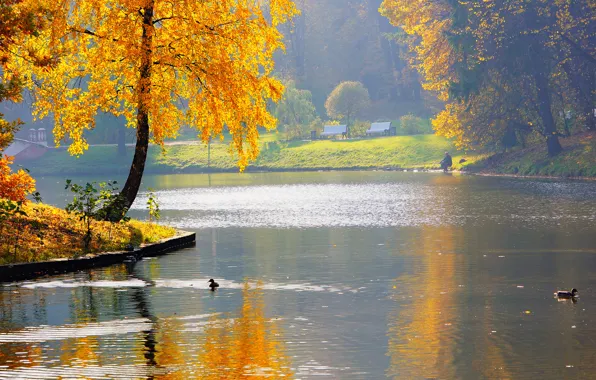 Картинка осень, природа, пруд, парк, река, утки, рыбак