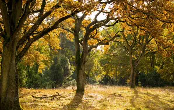 Картинка forest, Autumn, fall