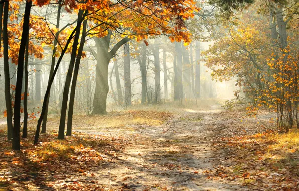 Дорога, лес, листья, пейзаж, природа, красивая, forest, misty