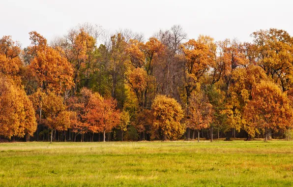 Картинка осень, листья, деревья, парк, landscape, nature, park, autumn