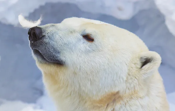 Перо, белый медведь, polar bear, Ursus maritimus, feather, Антон Беловодченко