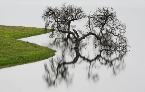 Картинка вода, отражение, дерево, берег