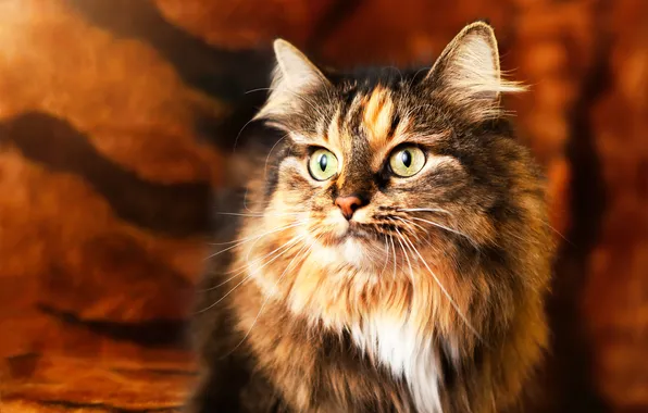 Кошка, кот, взгляд, поза, портрет, мордашка, пятнистая, трехшерстная