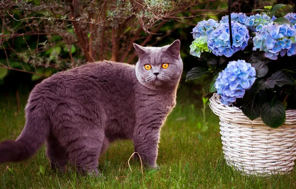 Кошка, лето, трава, кот, взгляд, цветы, ветки, серый