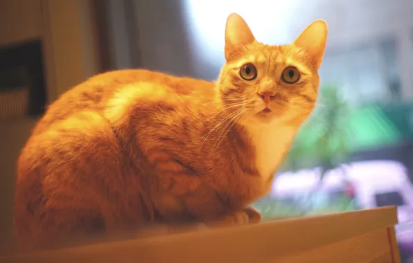 Кошка, кот, взгляд, морда, стол, окно, рыжий, сидит