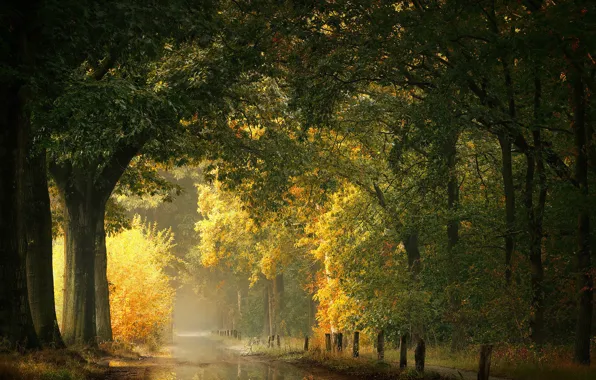 Картинка осень, лес, деревья, пруд, парк, ветви