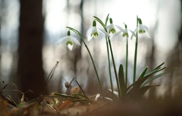 Цветы, весна, подснежники, Snowdrops