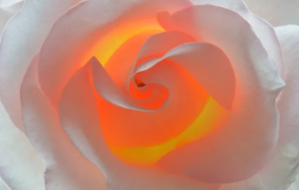 Макро, цветы, розы