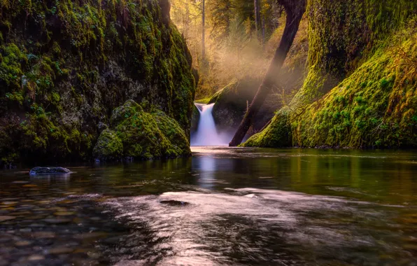 Лес, деревья, природа, озеро, река, водопад