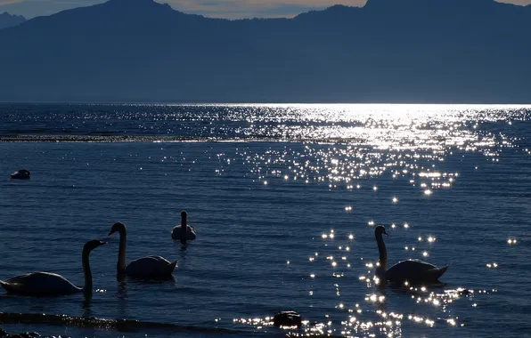 Картинка озеро, вечер, лебеди