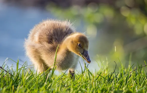 Природа, птица, утки