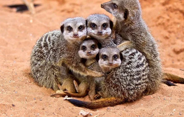 Картинка Family, Hugs, Meerkats, animal wildlife, group of animals, Cubs