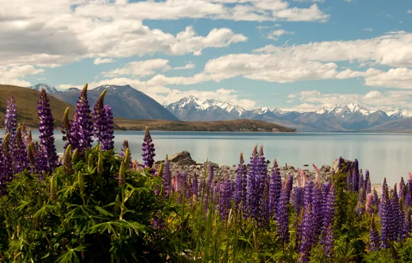 Облака, цветы, горы, озеро, камни, берег, Новая Зеландия, Lake Tekapo