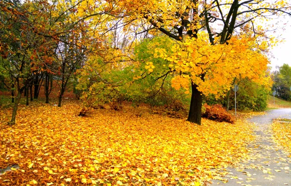 Осень, Польша, Варшава, Fall, Листва, Дорожка, Autumn, Colors