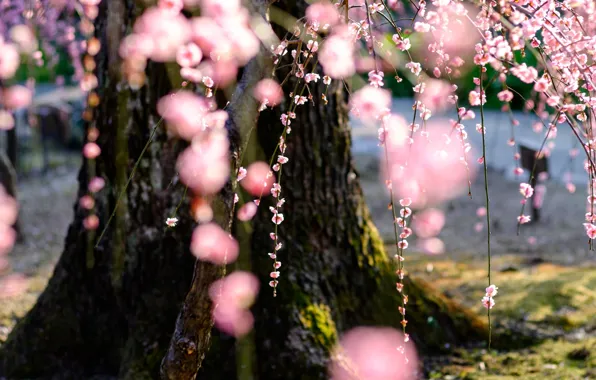 Цветы, природа, дерево, весна, сакура