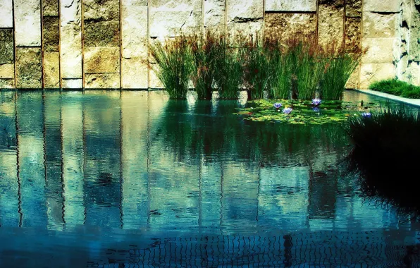 Картинка трава, вода, пруд, стена