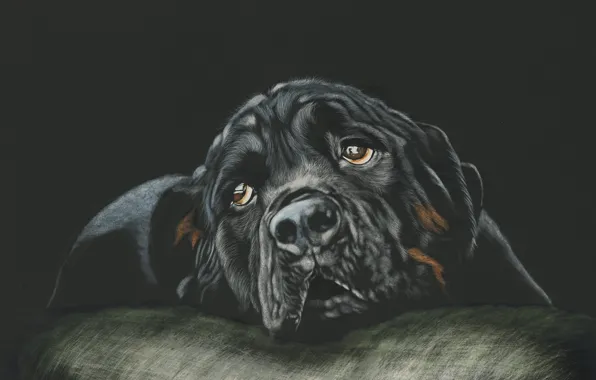Взгляд, морда, собака, чёрный фон, rottweiler