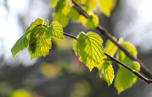 Green, sun, spring, leaf, twig