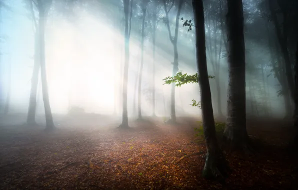 Лес, листья, туман, утро