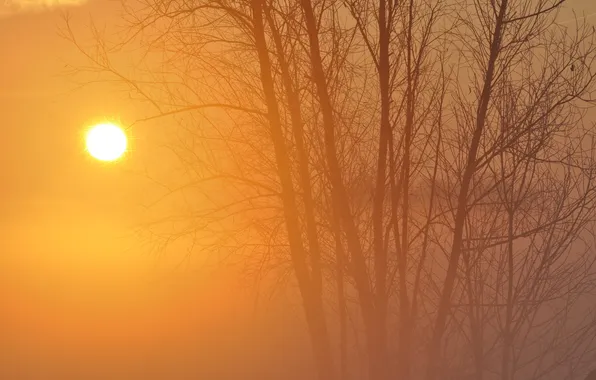 Деревья, природа, туман