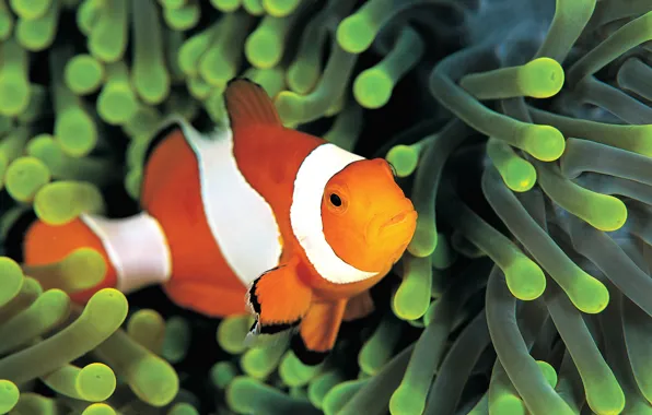 Клоун, рыбу, colorful anemone, underwater, под водой, красочные анемоны, sea, море